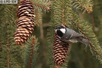 Mésange noire