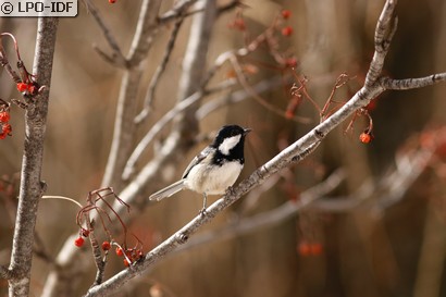 Mésange noire