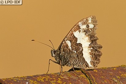 Silène