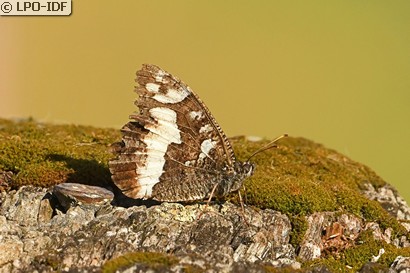 Silène