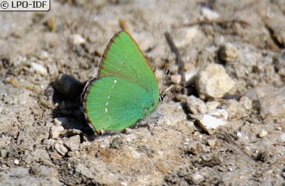 Argus vert