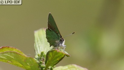 Argus vert