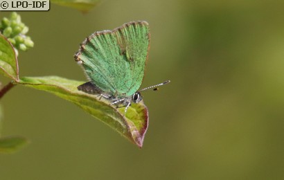 Argus vert