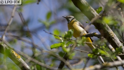 Bergeronnette des ruisseaux