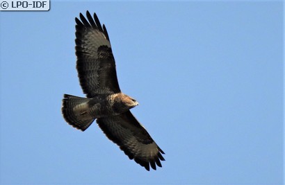 Buse variable