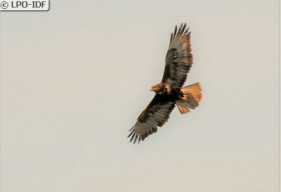 Buse variable