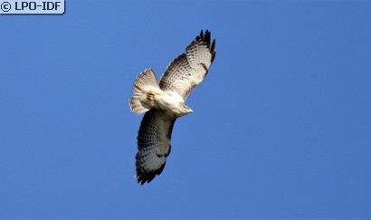 Buse variable