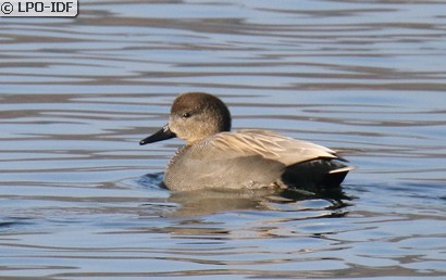 Canard chipeau