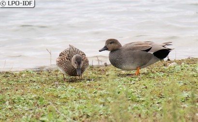 Canard chipeau