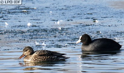 Canard chipeau