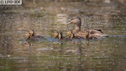 Canard colvert