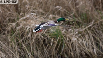 Canard colvert