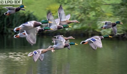 Canard colvert