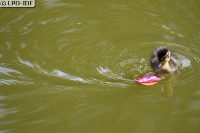 Canard colvert