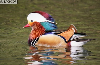 Canard mandarin