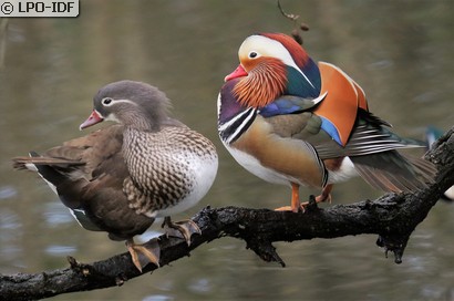 Canard mandarin
