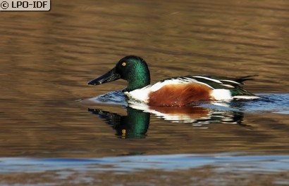 Canard souchet