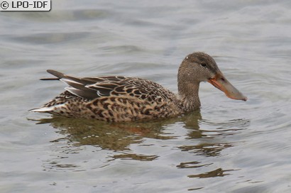 Canard souchet