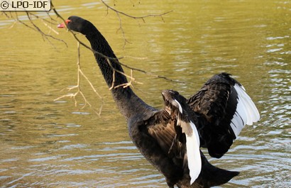 Cygne noir