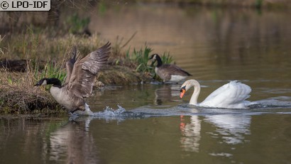 Cygne tuberculé