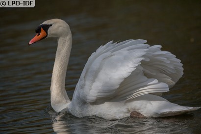 Cygne tuberculé