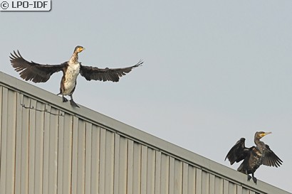 Grand Cormoran