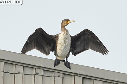 Grand Cormoran