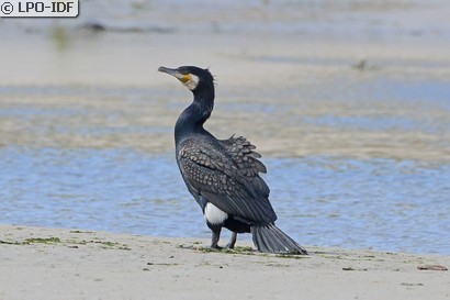 Grand Cormoran