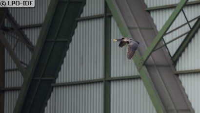 Grand Cormoran