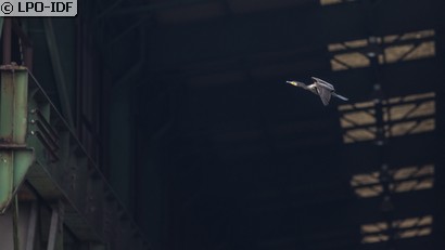 Grand Cormoran