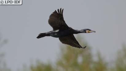 Grand Cormoran