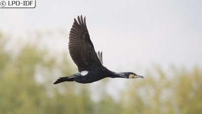 Grand Cormoran