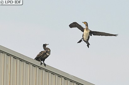 Grand Cormoran