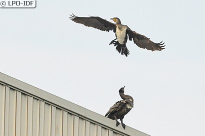 Grand Cormoran