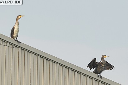 Grand Cormoran