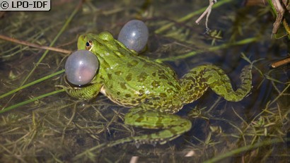 Grenouille commune