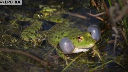 Grenouille commune