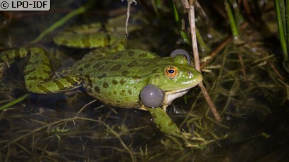 Grenouille commune