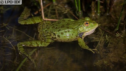 Grenouille commune
