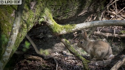 Lapin de garenne