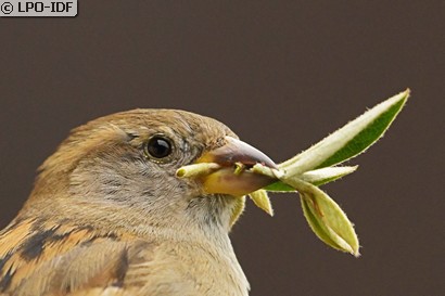 Moineau domestique
