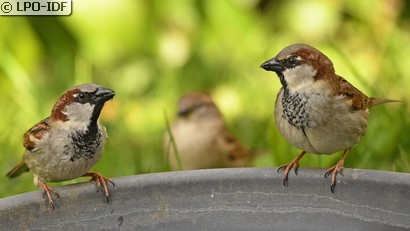 Moineau domestique