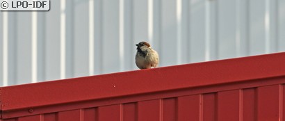 Moineau domestique