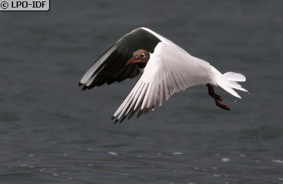 Mouette rieuse