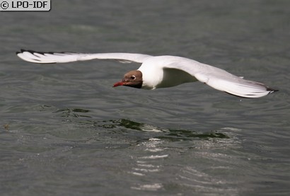Mouette rieuse