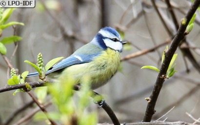 Mésange bleue