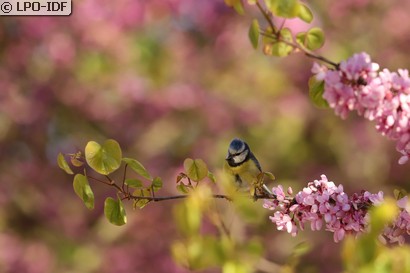 Mésange bleue