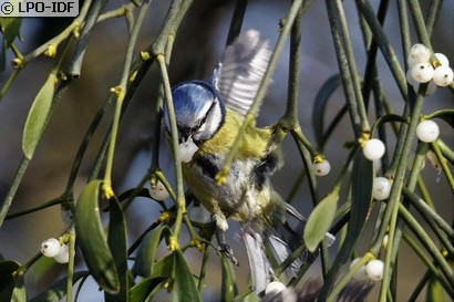 Mésange bleue