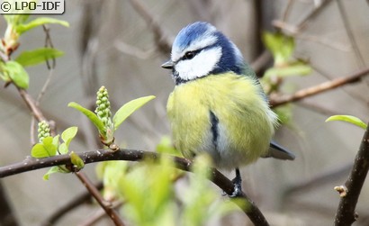 Mésange bleue