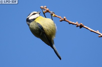 Mésange bleue